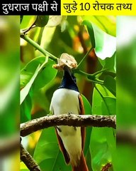 दुधराज पक्षी से जुड़े 10 रोचक तथ्य