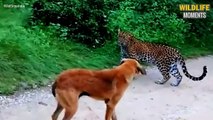 OMG! Leopard Attack Dog & 45 Moments Dog Mess With Wrong Beast