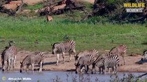 Lucky Or Unlucky 45 Moments Zebra Crossing A River Full Of Hungry Crocodiles