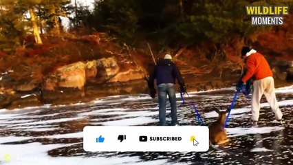 Freeze! 45 Poor Animals Almost Di.e From Freezing Caught On Camera