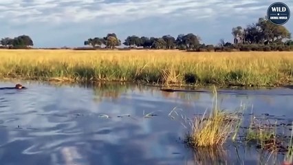 7 Moments Lion And Crocodile Face Each Other - Wild Animal World