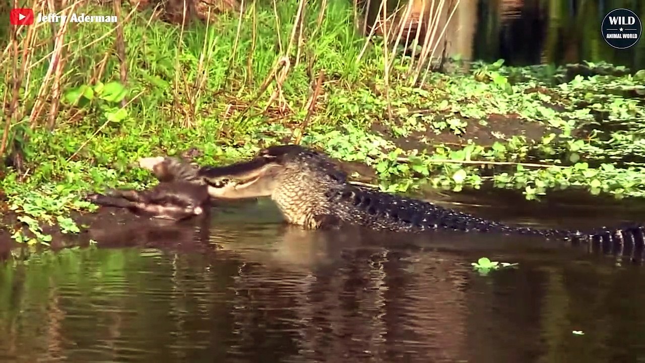 7 Craziest Moments Alligator Hunting And Battling Wild Animals World video Dailymotion