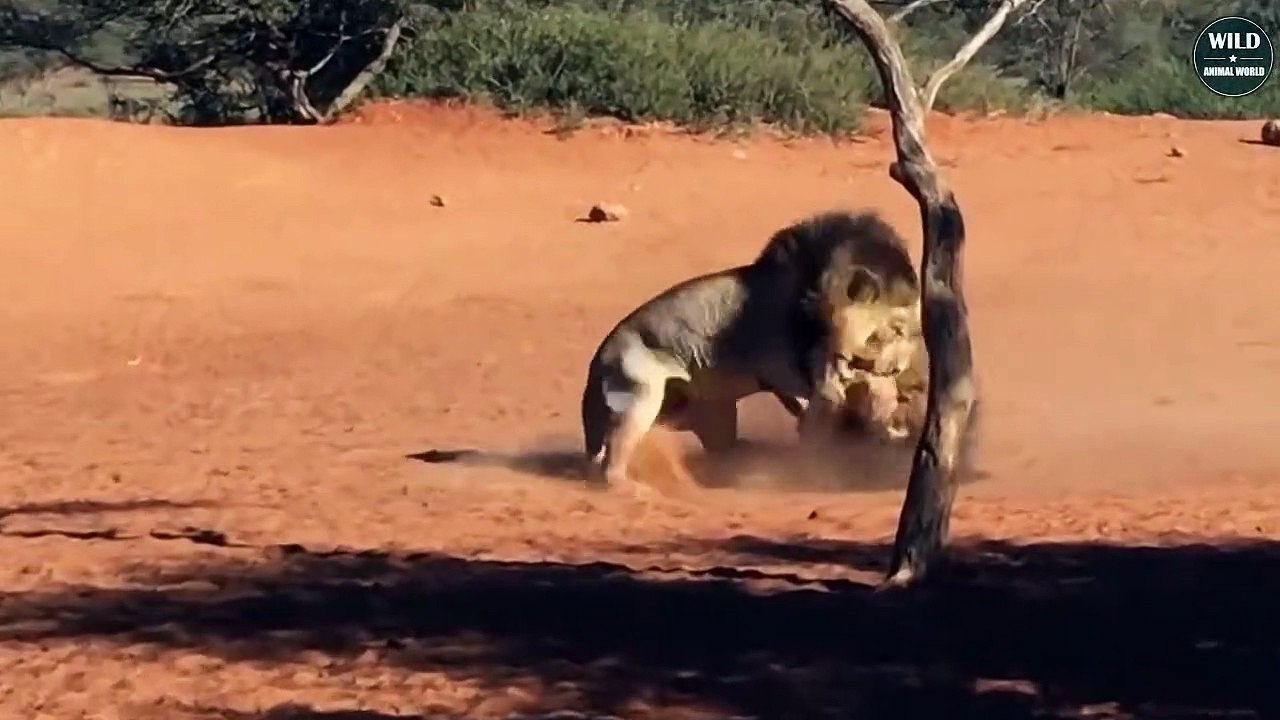 5 Most Brutal Moments of Lion Attack Lion - Wild Animal World