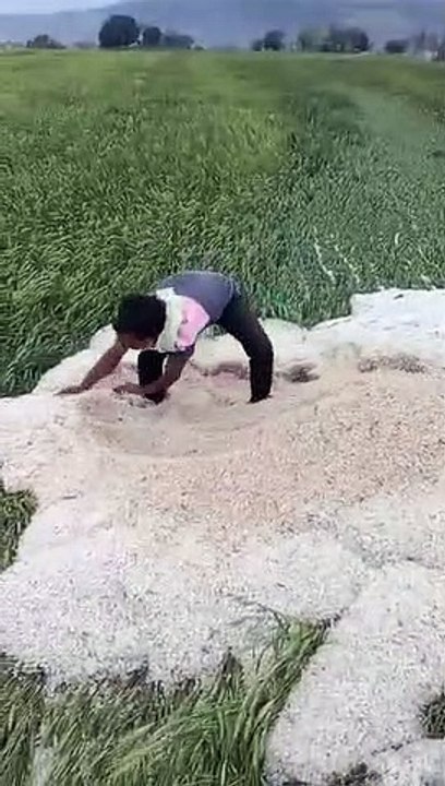 wheat and gram have been destroyed