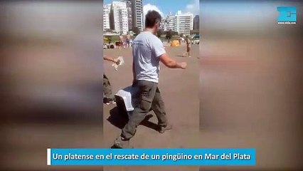 Un platense en el rescate de un pingüino en Mar del Plata