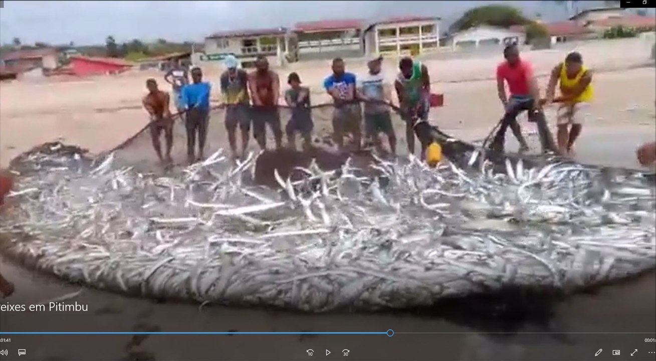 REDE CHEIA DE PEIXES EM PITIMBU