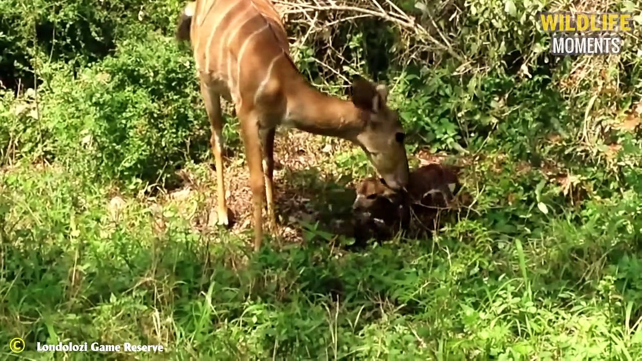 45 Touching Moments Animals Giving Birth You Mu...