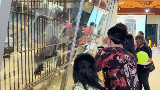 La última gorila cautiva en Tailandia tiene pocas esperanzas de ser libre