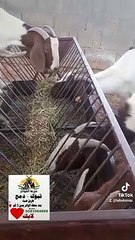 اكبر مزارع ماعز البور في المملكة العربية السعودية