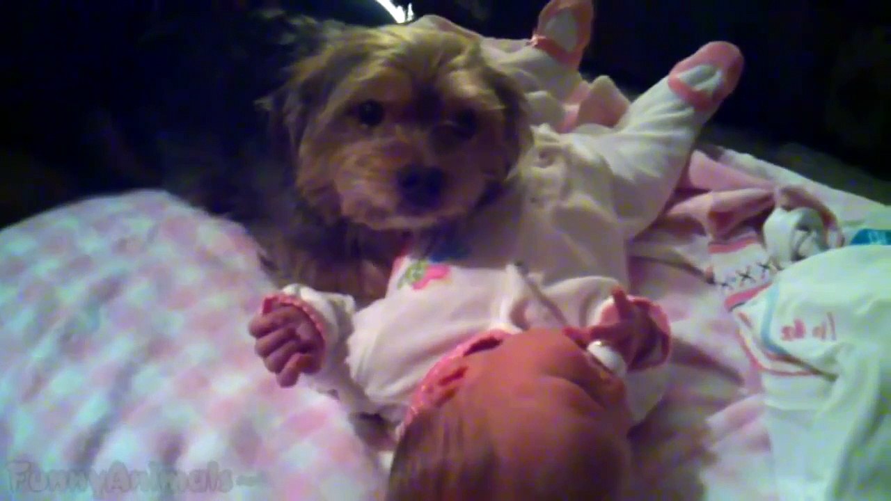 Funny Dogs Protecting Babies Best Compilation Vidéo Dailymotion