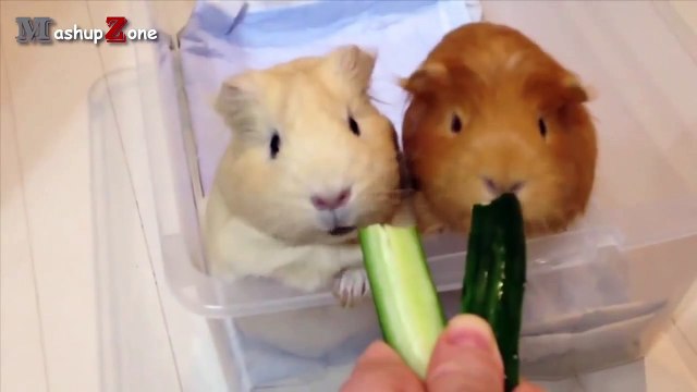 Guinea Pigs - A Funny And Cute Guinea Pig Videos Compilation NEW HD (3)