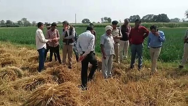 Waste seen in the fields, damage to wheat and gram crops