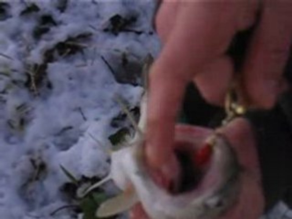 TRUITE FREDO DANS LA RIVIERE DE L'AIN - JURA