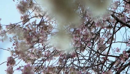 US capital's cherry blossoms draw visitors at sunrise