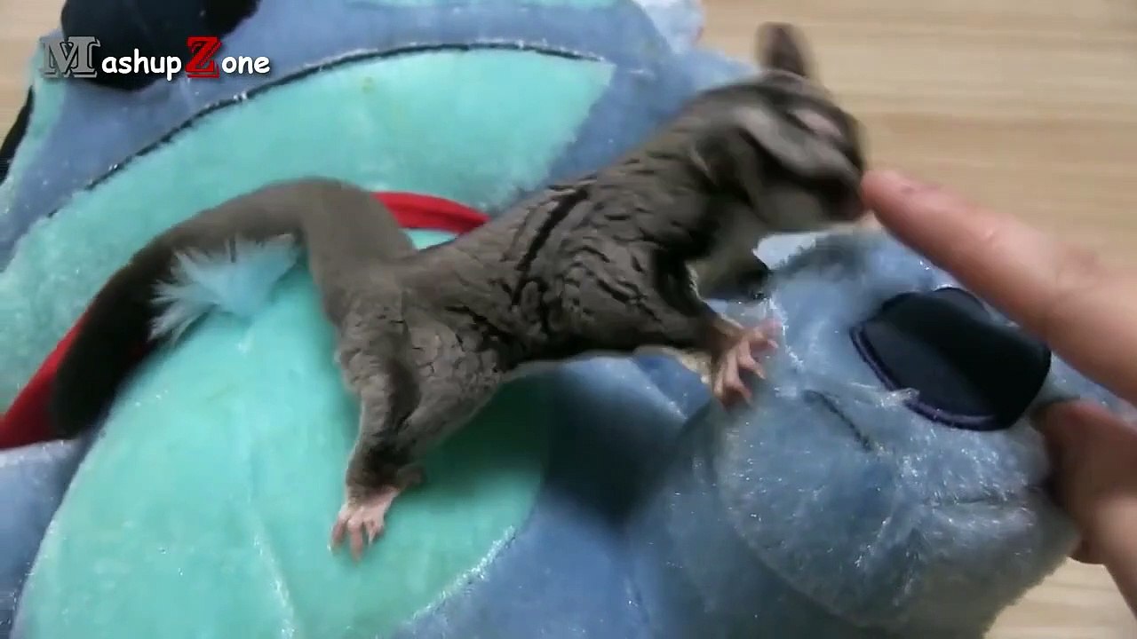 Sugar Glider - A Funny And Cute Sugar Glider Videos Compilation   NEW HD