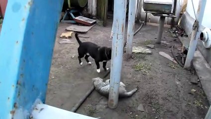 Cat Vs Dog MMA UFC M1 MIX Fighting HD 2015