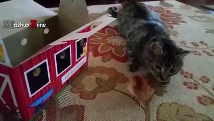 Funny Cats Meeting Cute Baby Animals Compilation [CUTE]