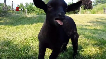 Funny Animals 2016 - Funny Videos Of Cats, Dogs And More