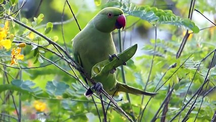 Funny Parrots - A Funny Parrot Videos Compilation
