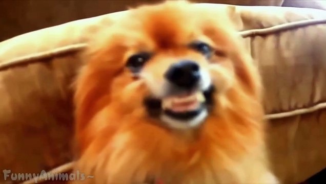 Funny Dog Smiling - Best Dogs Smiling Compilation