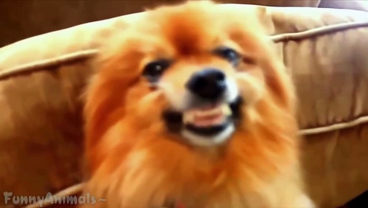 Funny Dog Smiling - Best Dogs Smiling Compilation