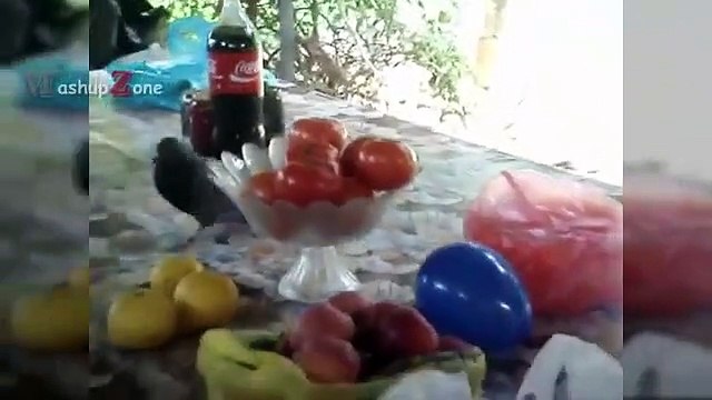 PIGEONS Are Such FUNNY BIRDS - Cute And Funny Pigeon Videos Compilation NEW