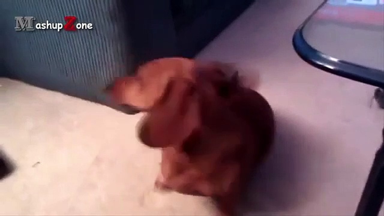 Talking Dogs - A Funny Talking Dog Videos Compilation 2016