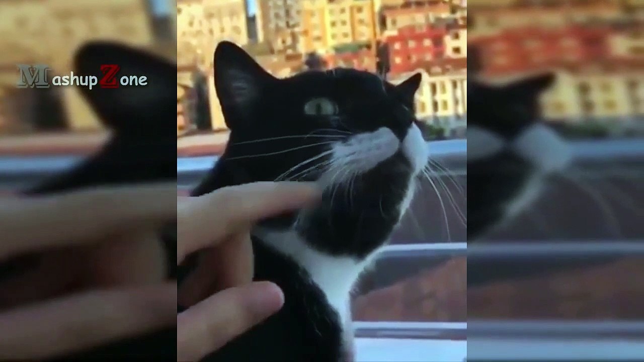 Top 10 FUNNIEST Cat Videos Best Of FUNNY CATS 2017 Vidéo Dailymotion