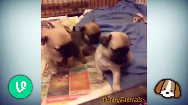 Top Dogs Funny Vines Compilation - Cute Puppies Dogs Playing 2015 Best Videos