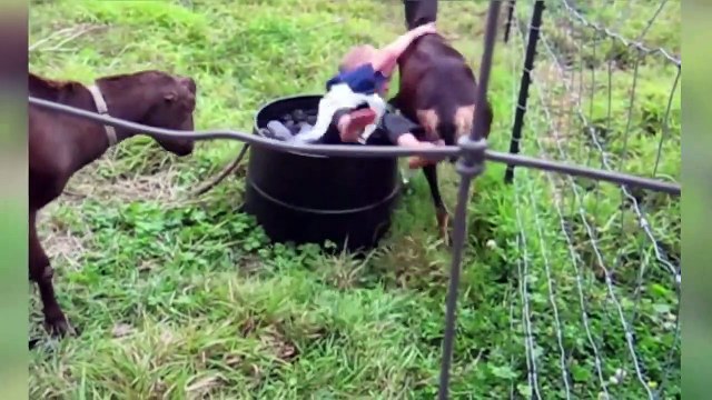 The Funniest Cutest Zoo Animal Home Video Bloopers of 2016 Weekly Compilation Kyoot Animals