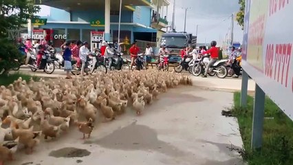DUCK ARMY Videos Compilation   NEW