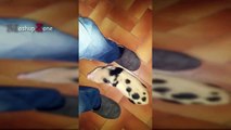 MOST ADORABLE Mini Pig Videos - Cute Micro Pig 2017 (2)