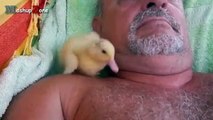 Cute Duckling - A Funny Duck Videos Compilation   NEW HD