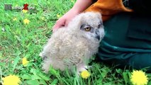 Funny Owls And Cute Owl Videos Compilation 2016