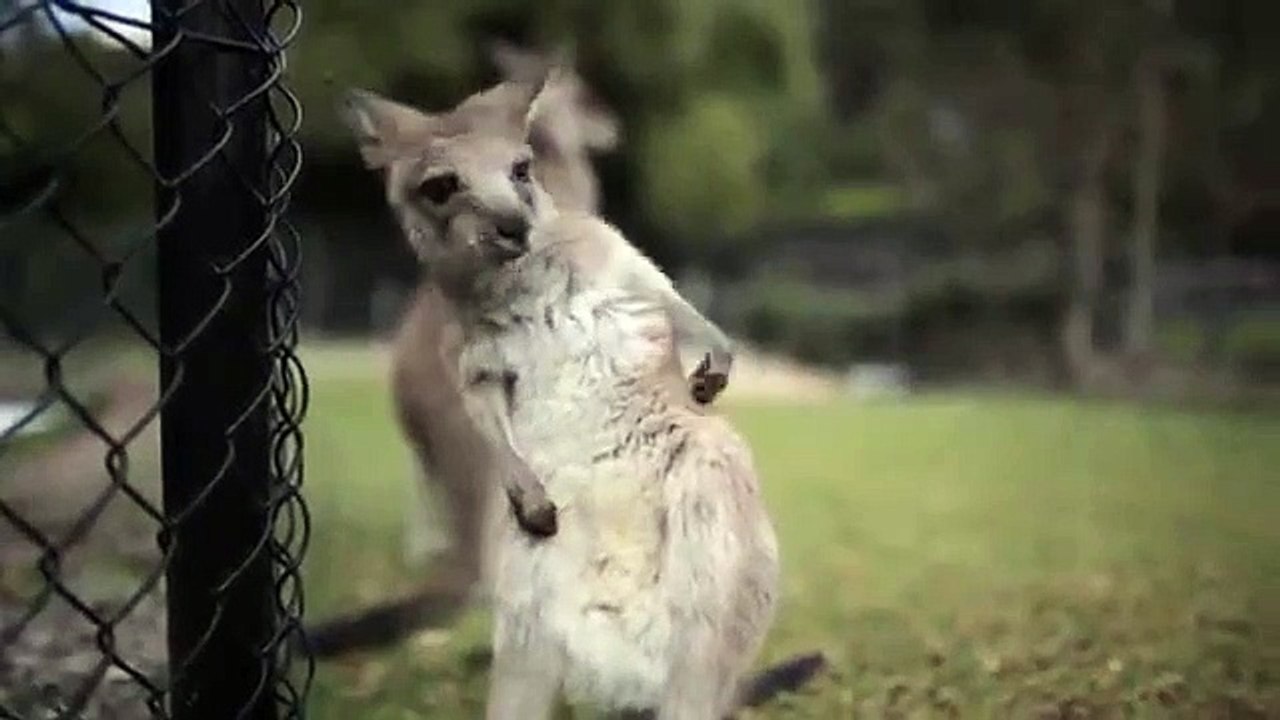 Cutest Kangaroo Joey ever sneezes