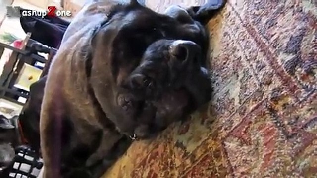 Funny Dogs Barking - A Funny Dog Barking Videos Compilation 2015