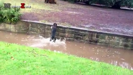 Dog Fails - A Funny Dog Jump Fails Compilation   NEW HD