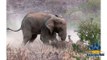 Elephant kills Rhino in a brutal fight in African Jungle