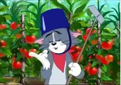 Tom and Jerry Cartoon Summer Squashing 2 - Tom And Jerry Funny