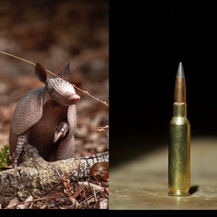 Armadillo shells are bulletproof?