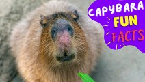 CAPYBARA - Fun Facts You Didn't Know About the World's Largest Rodent