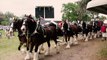 The Live Oak International Horse Show (Ocala, Florida) - Annual Carriage Racing / Horse Jumping Competition