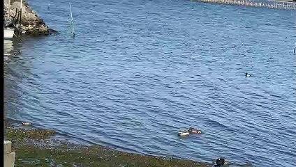 Birds on a shore
