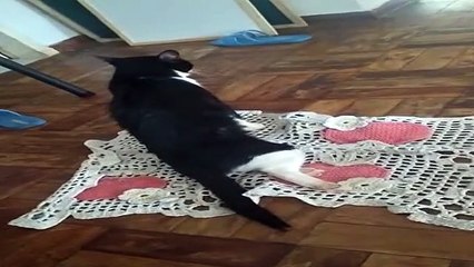 Grupo de voluntárias promove venda de lasanhas para custear tratamento de gatos machucados