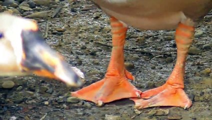 A Very Beautiful Swan with Beautiful Legs || Goose Feet