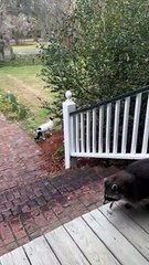 Biscuit the Raccoon is Porch Patrol