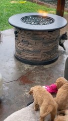 Cat Falls Prey To Puppy Pile