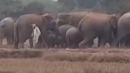 ঝাড়গ্রাম:ভয়ঙ্কর ঘটনা!জঙ্গলমহলে ৩৬ ঘন্টায় হাতির হানায় মৃত তিন !