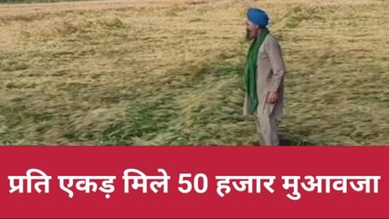 रामपुर: बेमौसम बारिश से फसल ख़राब, किसानों ने मांगा मुआवजा