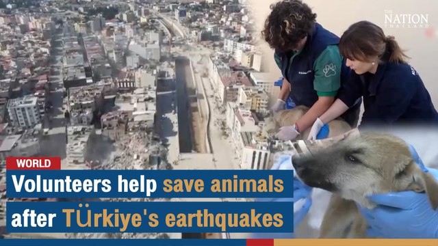 Volunteers help save animals after Türkiye's earthquakes | The Nation